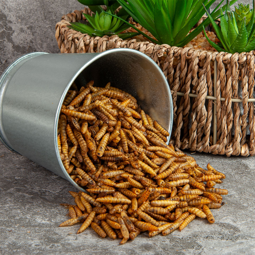 calci-worms-garden-birds-uk